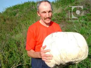 В Кемеровской области появились грибы-мутанты размером с тыкву. Фото: http://www.10kanal.ru/