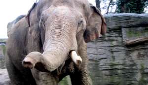Дикий слон. Фото с сайта &quot;Голос России&quot;
