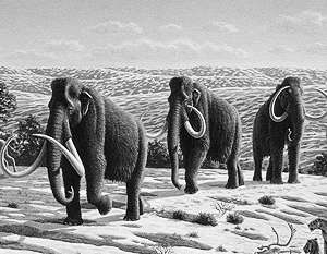 Мамонты. Фото:  ВикипедиЯ