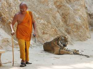 Финансовая проверка выявила, что с туристов, посещающих храм, действительно взимаются деньги в виде &quot;пожертвований&quot; на зоопарк - по 300 таиландских бат (около 300 рублей) с граждан Таиланда и 600 бат с иностранцев. Фото: http://reuters.com/