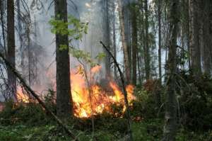 Лесной пожар. Фото: http://www.lesvesti.ru