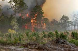 Лесной пожар. Фото: ВикипедиЯ