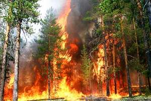 Лесной пожар. Фото: http://www.rmnt.ru