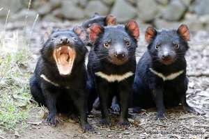 Тасманийские дьяволы. Фото: http://lifeglobe.net