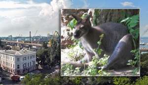 В центре Одессы поймали кенгуру. Коллаж «Голос России»