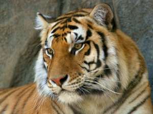 Амурский тигр. Фото: http://www.saveplanet.su