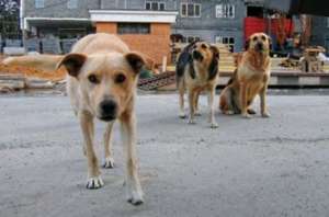 Бездомные собаки. Фото: http://cit.ua