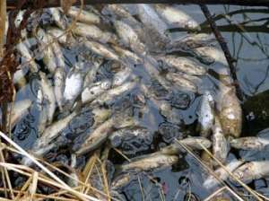 Массовая гибель рыбы. Фото: http://the-day-x.ru