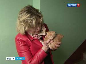 Кошачий капкан: зоозащитники призывают не замуровывать подвалы. Фото: Вести.Ru