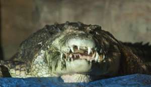 Крокодил. Фото EPA с сайта &quot;Голос России&quot;