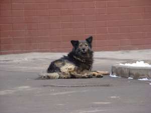 Бездомная собака. Фото: ВикипедиЯ