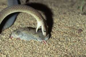 Чёрная мамба закусывает крысой. (Фото Rod Patterson.)