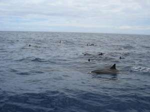 Дельфины Мауи. Фото: http://eva.ru