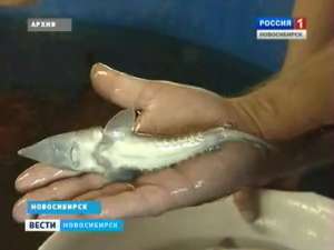 В Обь выпустили редких сибирских осетров. Фото: Вести.Ru