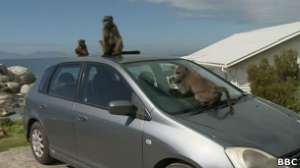 Бабуины в Кейптауне ведут себя агрессивно и представляют опасность для людей. Фото: http://www.bbc.co.uk