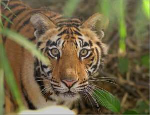 Суматранский тигр. Фото: http://tigersworld.info