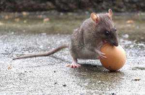 Защитить птичьи гнёзда от крыс можно обманом. Фото с сайта http://science.compulenta.ru