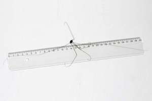 Размах конечностей нового вида сенокосцев превышает 33 сантиметра(фото Senckenberg).
