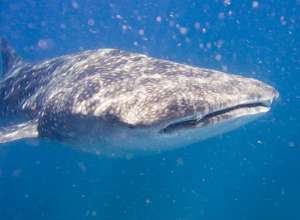 Чем глубже погружается китовая акула во время охоты, тем больше времени она потом проводит у поверхности (фото Jon Hanson/Wikipedia).