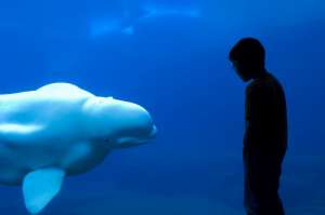 Хотя белый кит способен подражать нашей речи, не стоит рассчитывать, что он понимает её значение. Фото Chris Cheadle с сайта compulenta.ru