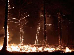 В Австралии бушуют лесные пожары. Фото AP с сайта Вести.Ru