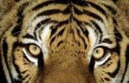 Амурский тигр. Фото: http://wwf.ru