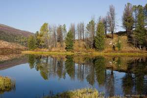 Качество воды зависит от здоровья деревьев в окрестностях водозабора. Фото: http://anpash.ru