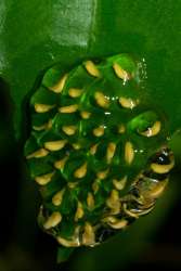 Икринки древесной лягушки Dendropsophus ebraccatus, размещённые на листе растения. Без постоянного увлажнения дождевыми каплями они высохнут и погибнут в течение суток. Фото: sciencedaily.com