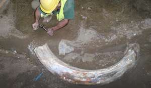 Археологи обнаружили скелет мамонта в окрестностях Парижа. Фото EPA с сайта &quot;Голос России&quot;
