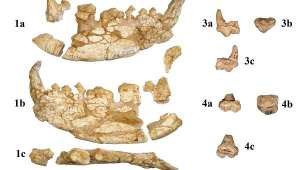 Челюсть и зубы древней панды Kretzoiarctos beatrix, извлеченные из отложений времен миоцена в Каталонии. Фото: PLOS One