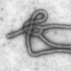 Вирус, который в 90% случаев приводит к летальному исходу, может передаваться воздушно-капельным путем. Фото с сайта ВикипедиЯ