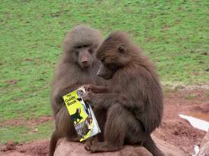 Можно ли научить читать бабуина? (Фото TKinehan.)