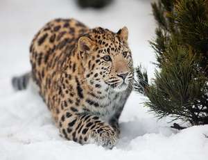 В Приморье могут исчезнуть леопарды. Фото: Новый регион