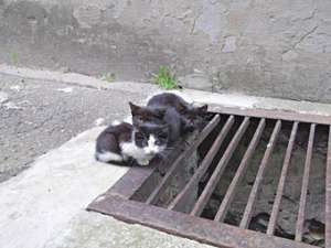 Рижские бездомные коты. Фото DELFI