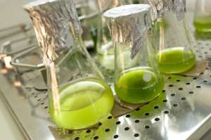 В пробирках происходит расщепление клетчатки зеленой водорослью. Фото: http://www.sciencedaily.com/