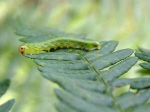 Личинки Пильщика папоротникового линейчатого питаются листьями папоротника. Фото: © MPI for Chemical Ecology/ Venkatesan Radhika