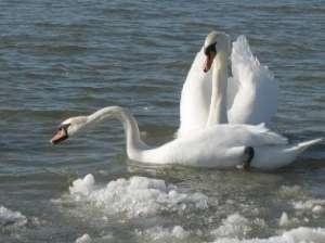 Лебеди зимой. Фото: http://eupatoria.su