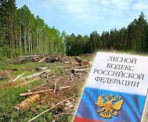 Лесной кодекс. Фото: http://wek.ru
