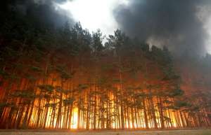 Лесной пожар. Фото: http://raznesi.info/