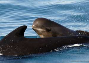 При возникновении опасности дельфины начинают плавать синхронно (Фото: Ренауд де Стефанис)