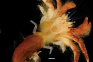 Areopaguristes tudgei - новый вид крабов, обнаруженный биологом Кристофером Тадге и названный в его честь. (Фото предоставлено Рафаэлем Леметром и Дэрри Фелдером)