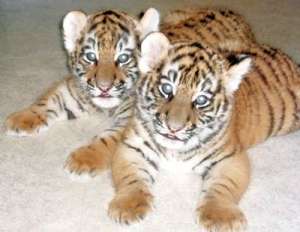 Тигрята. Фото: http://www.kazved.ru