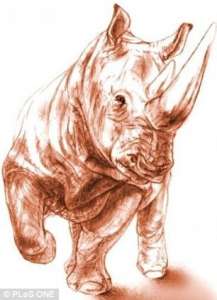 Окаменелость, найденная в Турции, как думают исследователи, является черепом древнего большого двурогого носорога, распространенного в Восточном Средиземноморье. Фото с сайта plosone.org