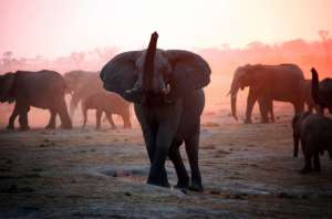 Слоны в Зимбабве. Фото: http://polit.pro