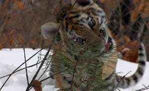 Третий осиротевший тигренок отловлен сегодня в Яковлевском районе Приморья. Фото: Дейта.Ru