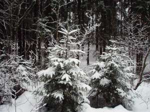 Елки в лесу зимой. Фото: http://www.borovik.by