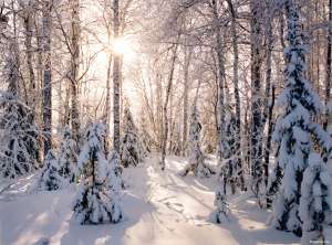 Лес зимой. Фото: http://www.bankoboev.ru