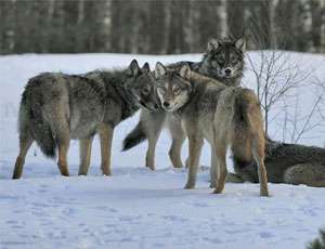 На Среднем Урале неуклонно растет количество волков – хотя за их отстрел обещано вознаграждение. Фото: &quot;Новый Регион&quot;