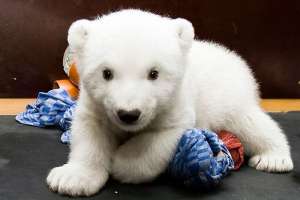 Белый медвежонок. Фото: http://www.zateevo.ru