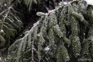 Зимний хаос в лесах Подмосковья. Фото: Greenpeace